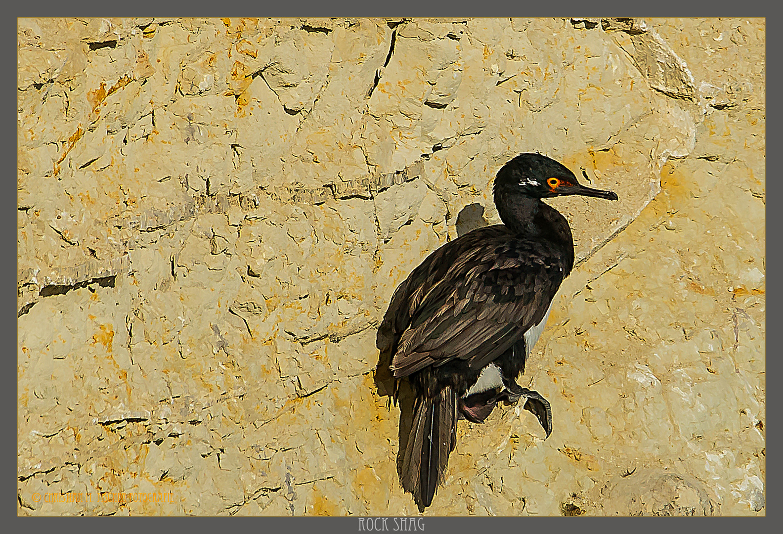 Rock Shag / Felsenscharbe