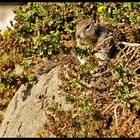 Rock Squirrel