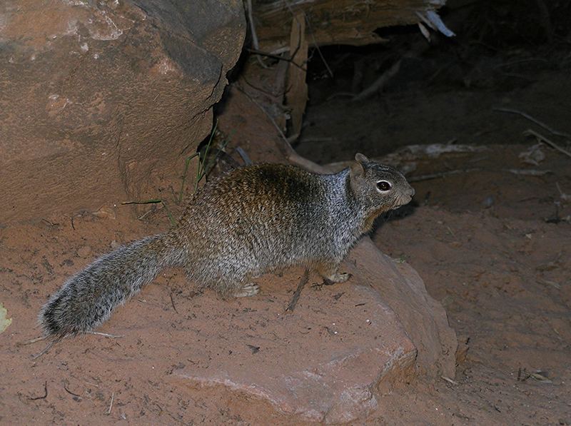 Rock Squirrel