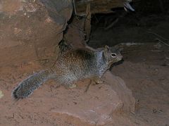 Rock Squirrel