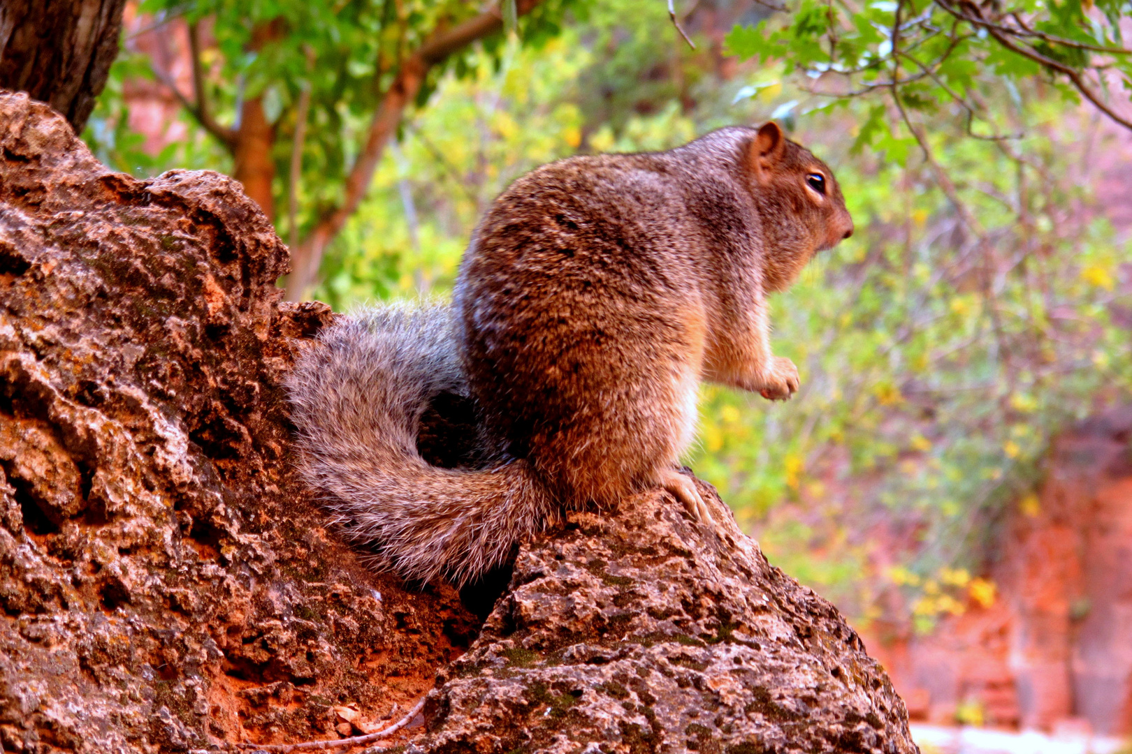 Rock Squirrel *