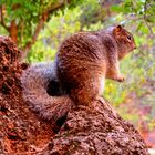 Rock Squirrel *