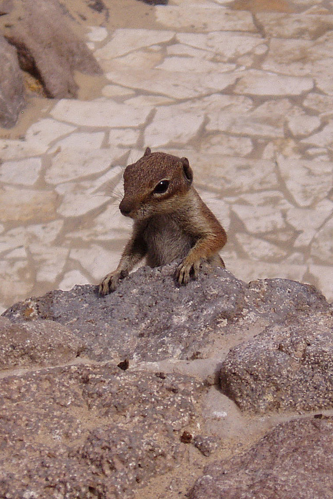 rock squirrel