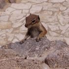 rock squirrel