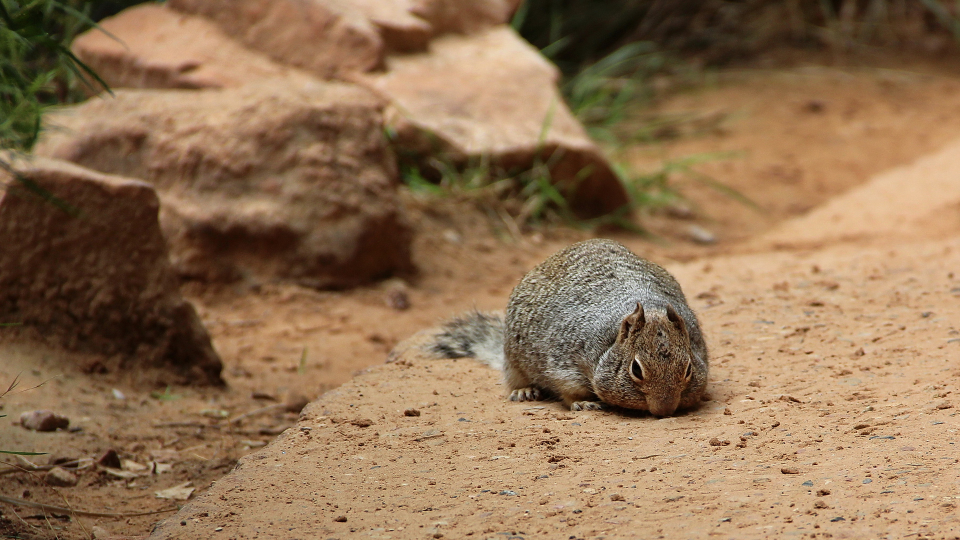 Rock squirrel