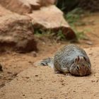 Rock squirrel