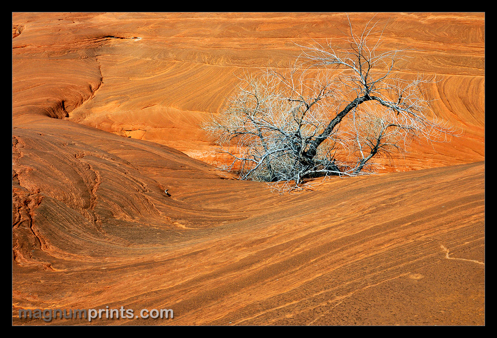 ..:: ROCK TREE ::..