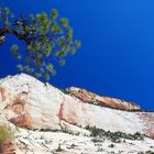 Rock Tree