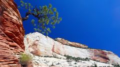 Rock Tree