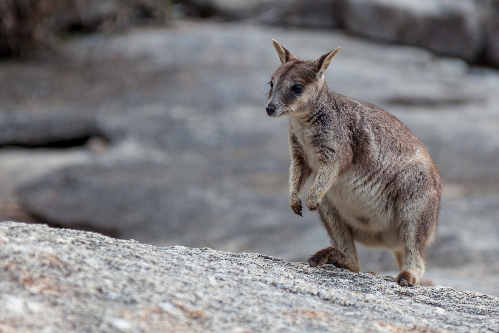 Rock-Wallabie