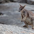 Rock-Wallabie