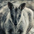 Rock Wallaby