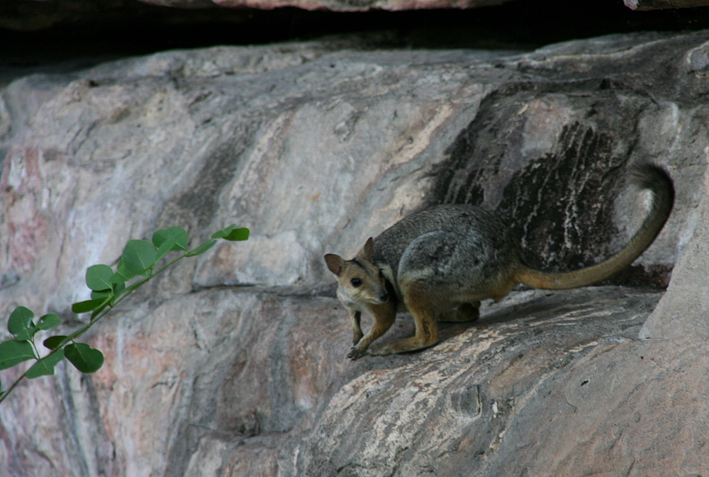 Rock Wallaby