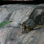 Rock Wallaby