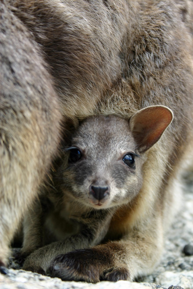 Rock wallaby