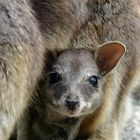 Rock wallaby