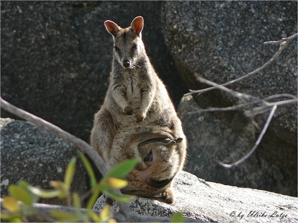 * Rock Wallaby / Granite Gorge Queensland *