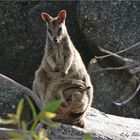 * Rock Wallaby / Granite Gorge Queensland *
