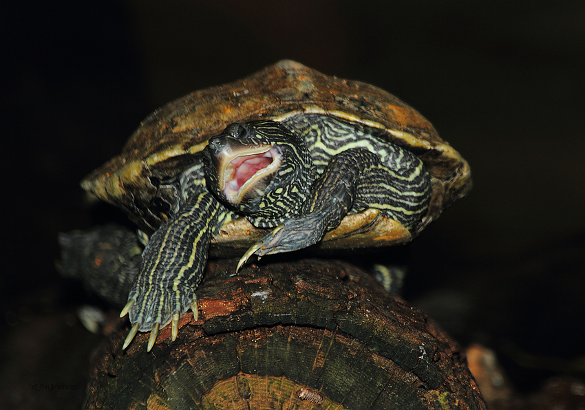 Rockende Schildkröte