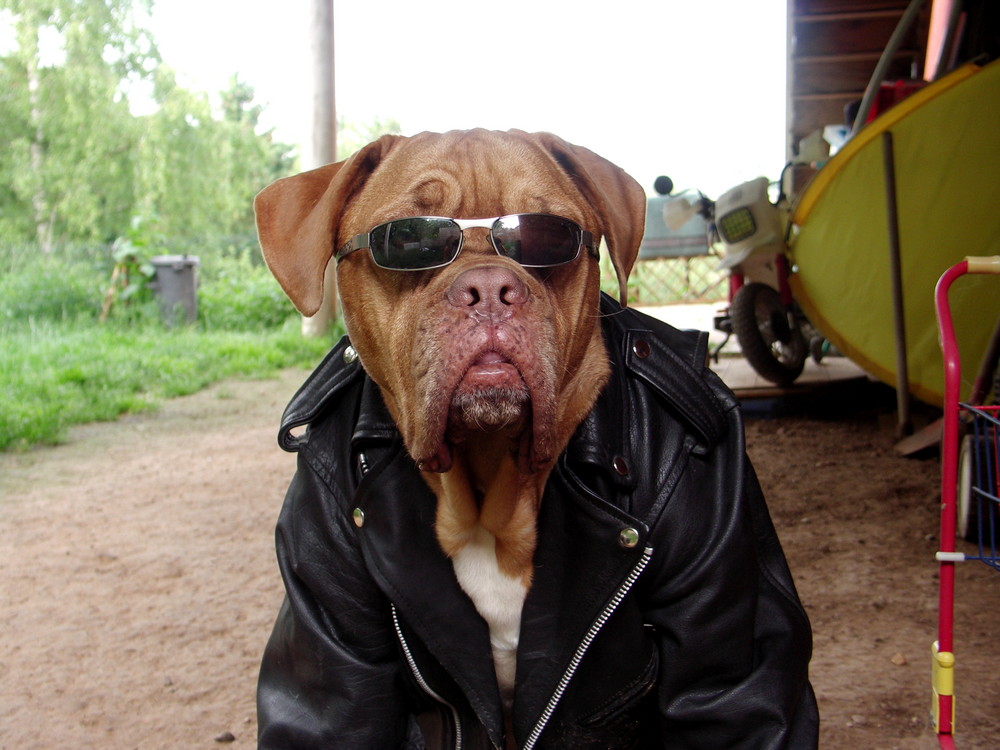 Rocker Bordeau dogge