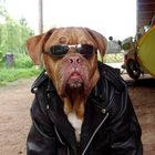 Rocker Bordeau dogge