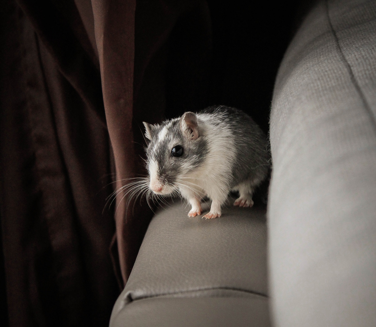 Rocket on the couch