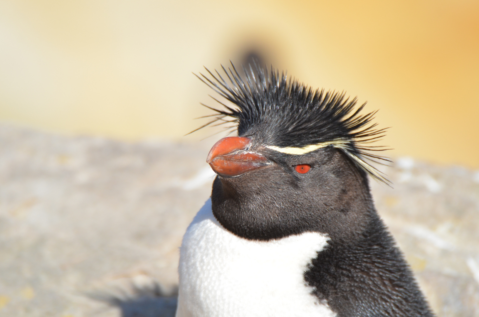 Rockhopper