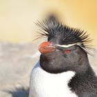 Rockhopper