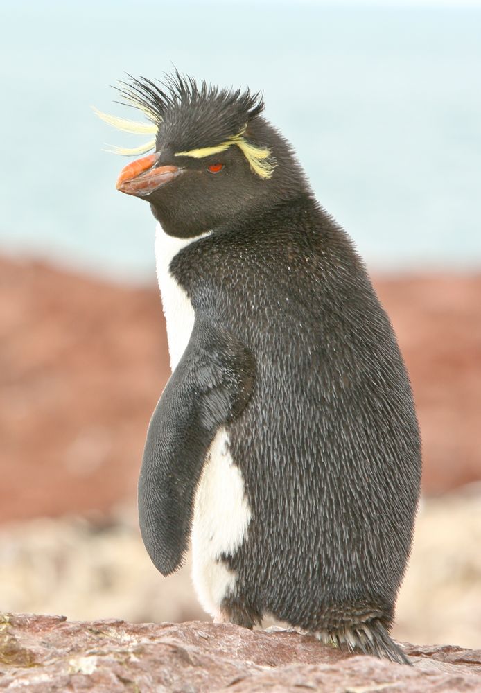 Rockhopper..