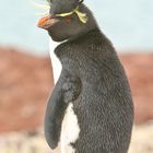 Rockhopper..