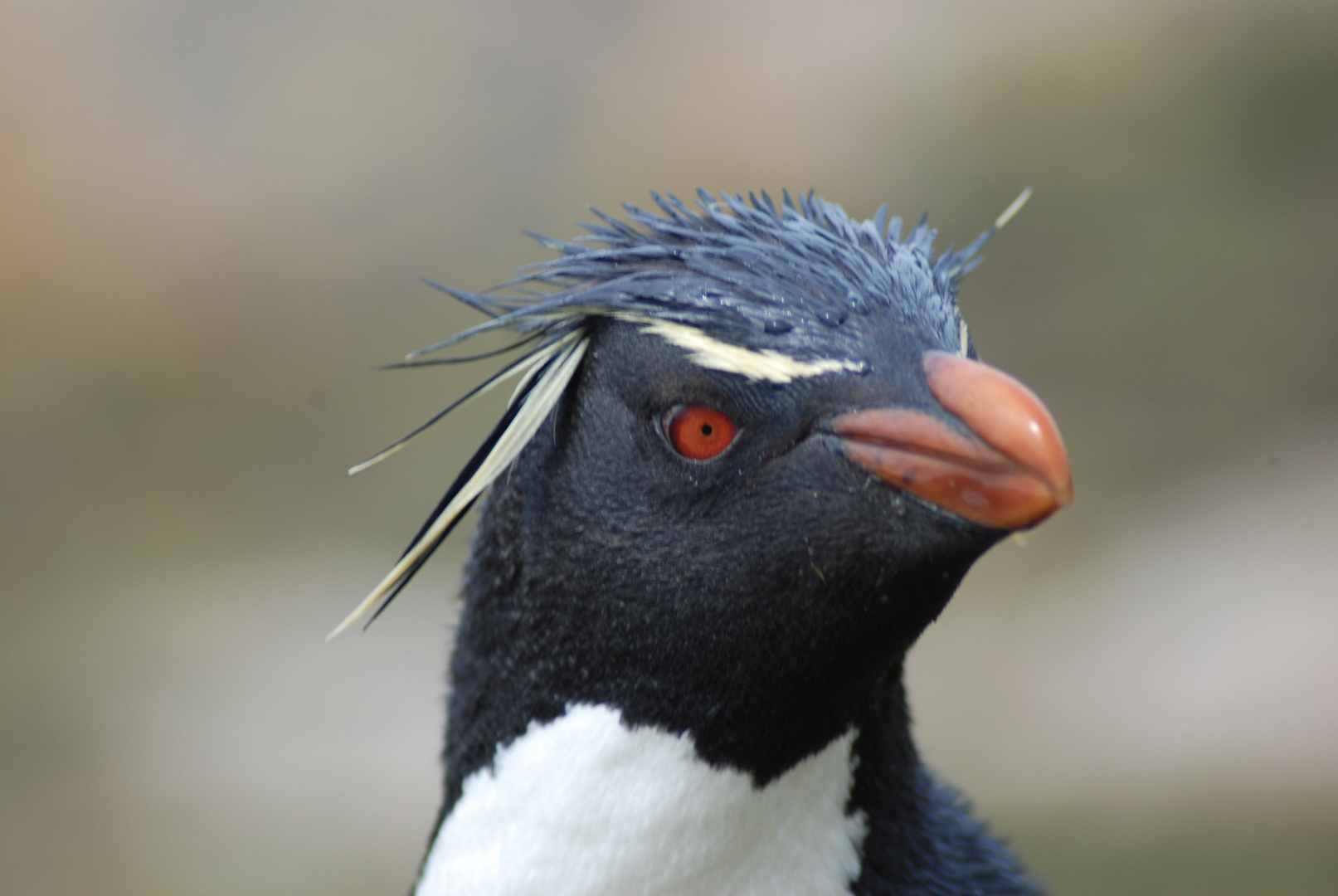 Rockhopper