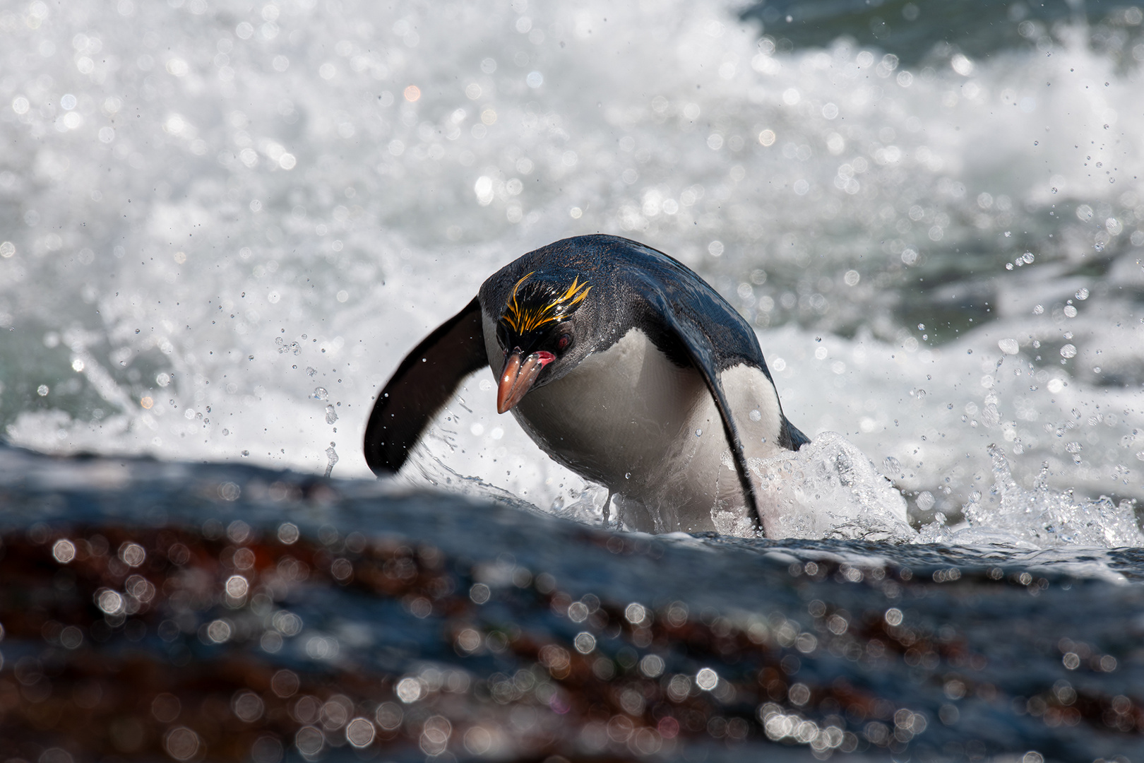 Rockhopper jump