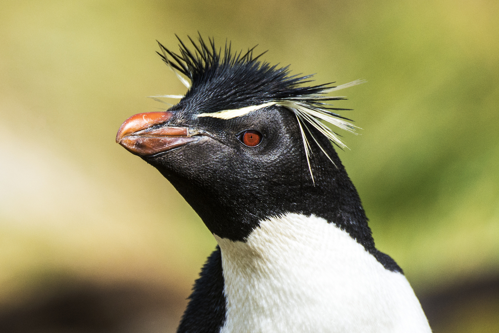 Rockhopper mit Popfrisur