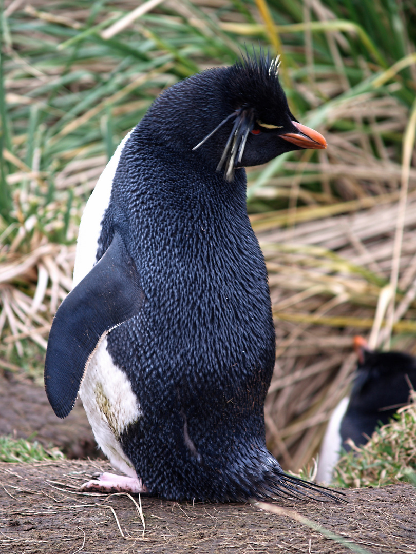 Rockhopper neben seiner Bruthöhle