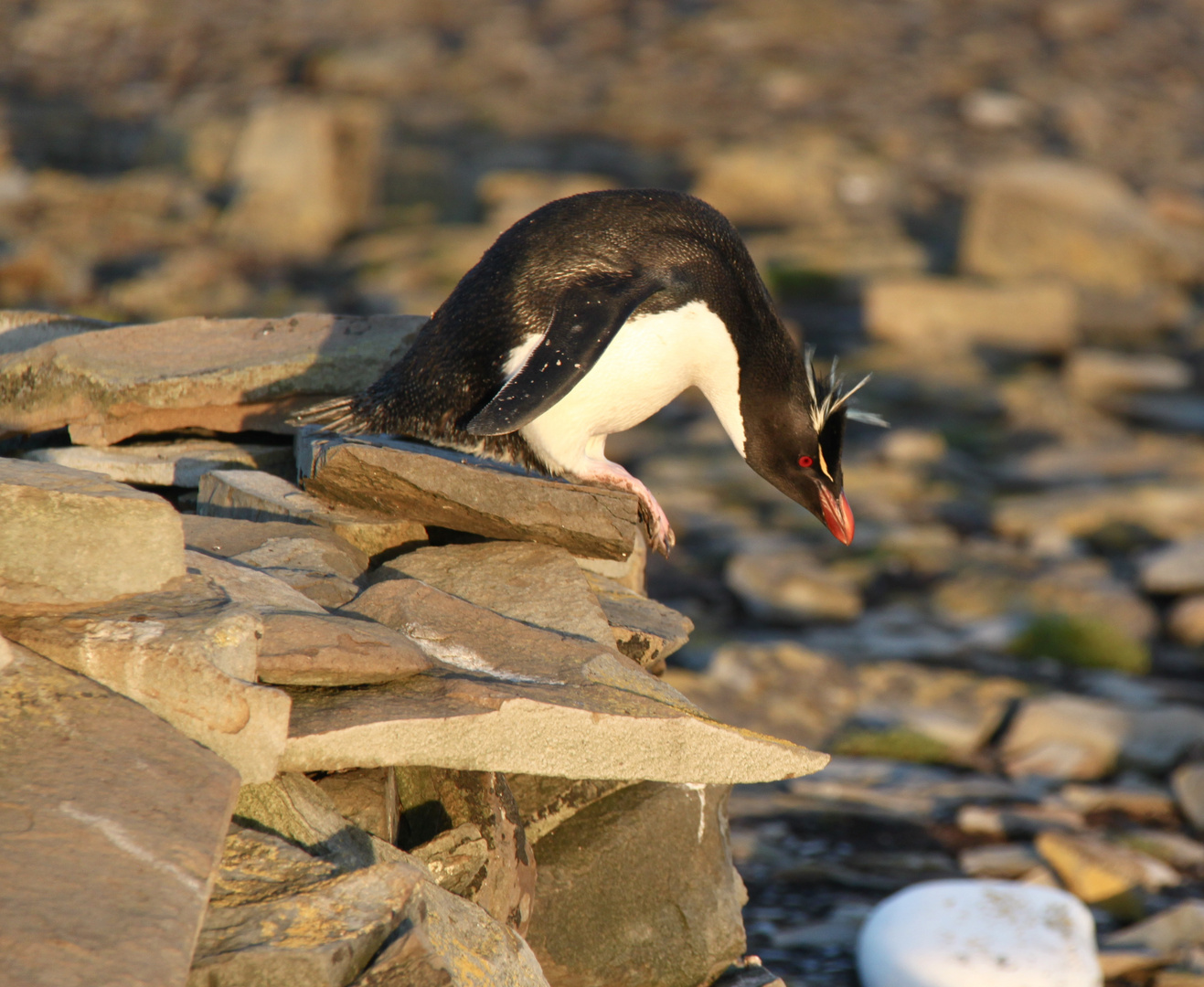 Rockhopper Penguin