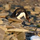 Rockhopper Penguin