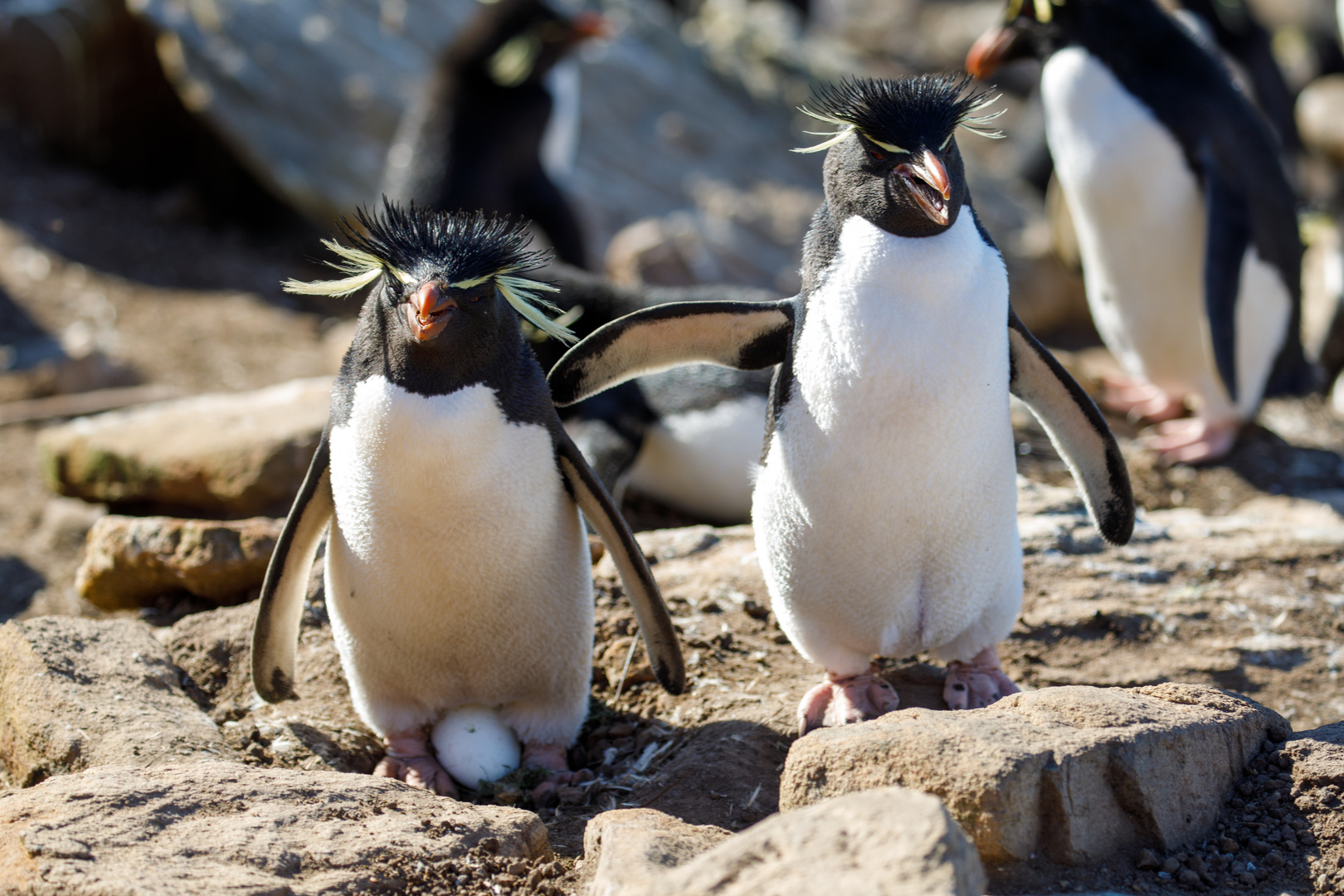 Rockhopper Penguin, Falkland Islands