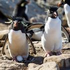 Rockhopper Penguin, Falkland Islands