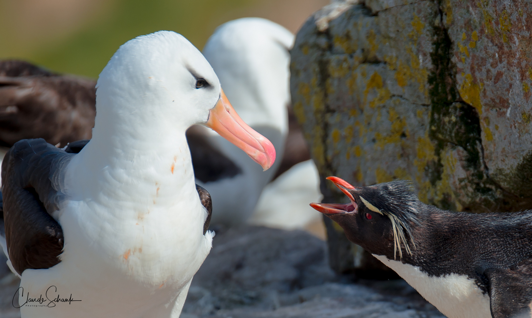 Rockhopper Penguin und Albatross