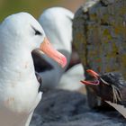 Rockhopper Penguin und Albatross