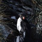 Rockhopper Penguin, Westpoint, Falkland Island