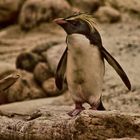 Rockhopper penguins 1
