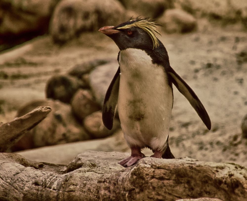 Rockhopper penguins 1