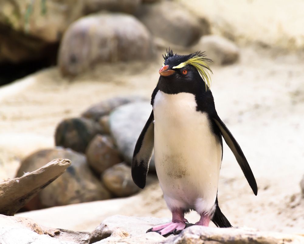 Rockhopper penguins 2