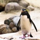 Rockhopper penguins 2