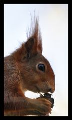 Rock´n´Roll Squirrel