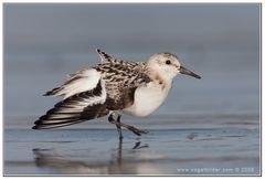 Rock'n'Roller...oder Sanderling (Calidris alba)