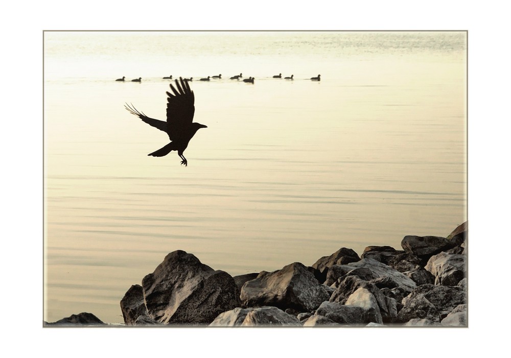 rocks and birds