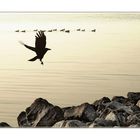 rocks and birds