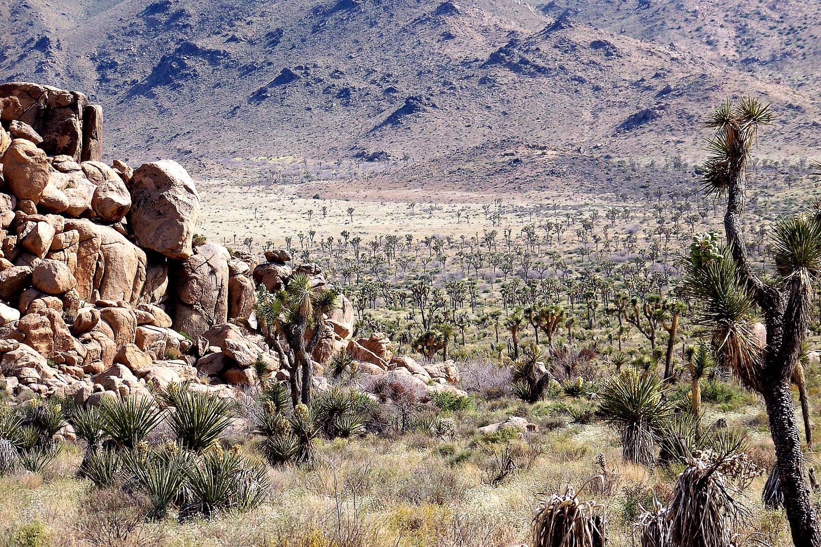 Rocks And Trees